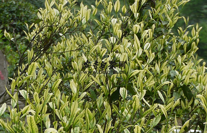 安吉白茶 安吉白茶特点 安吉白茶属于绿茶类 安吉白茶的标志