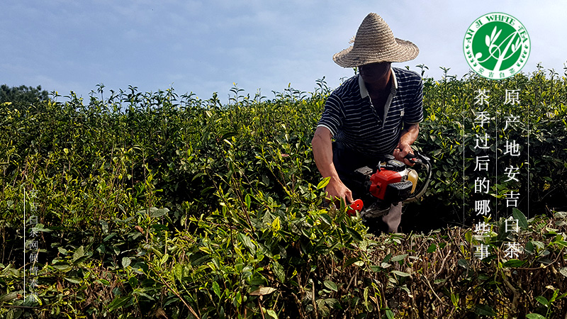 修剪茶树 安吉白茶种植
