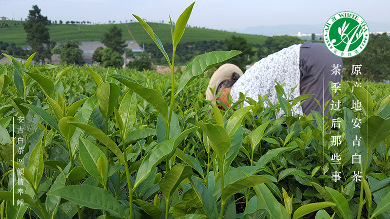 安吉白茶 白茶园 白茶种植 安吉白茶园 天使贡茗安吉白茶 吟诗安吉